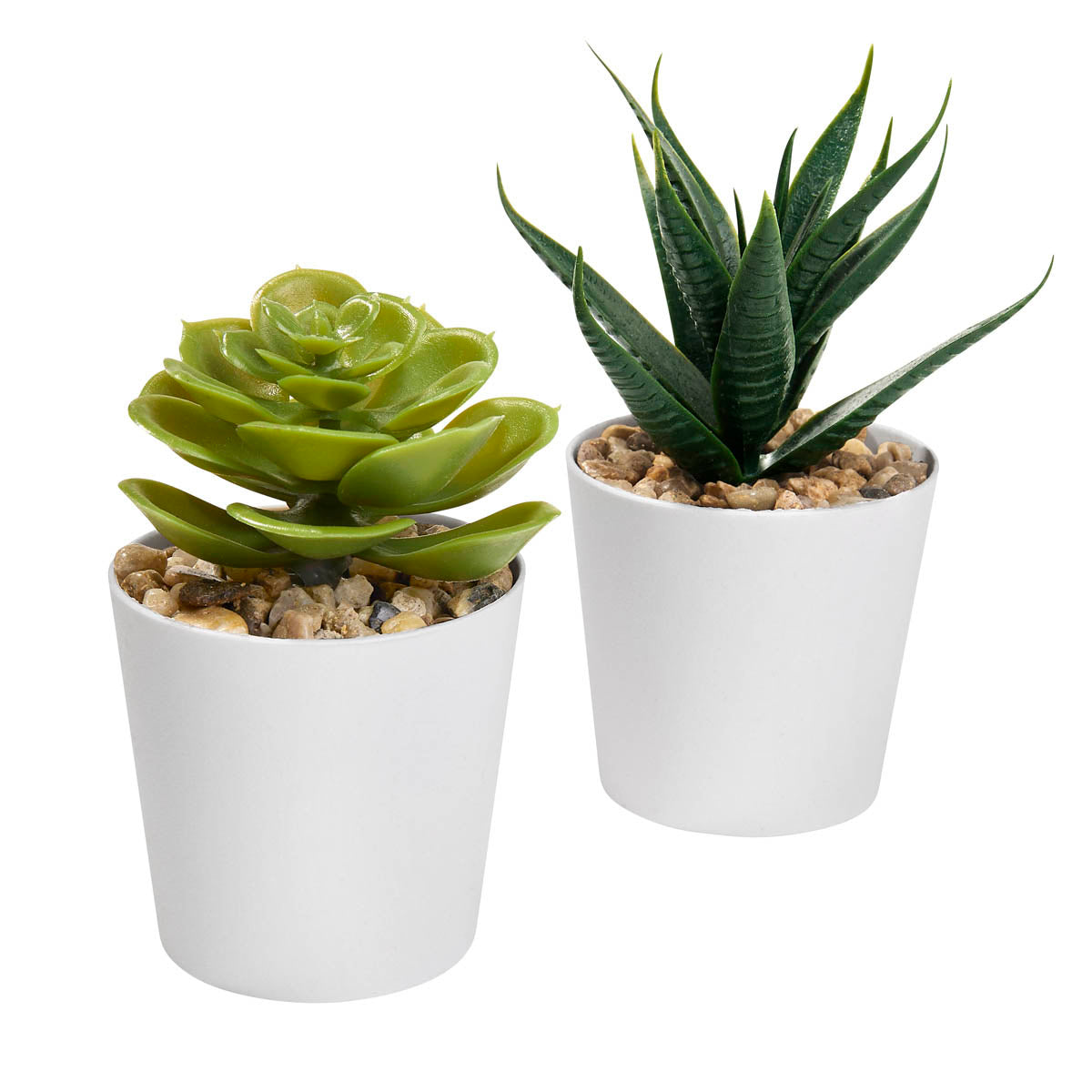 SET DE PLANTAS ALISO - BLANCO