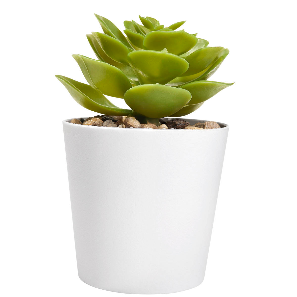 SET DE PLANTAS ALISO - BLANCO