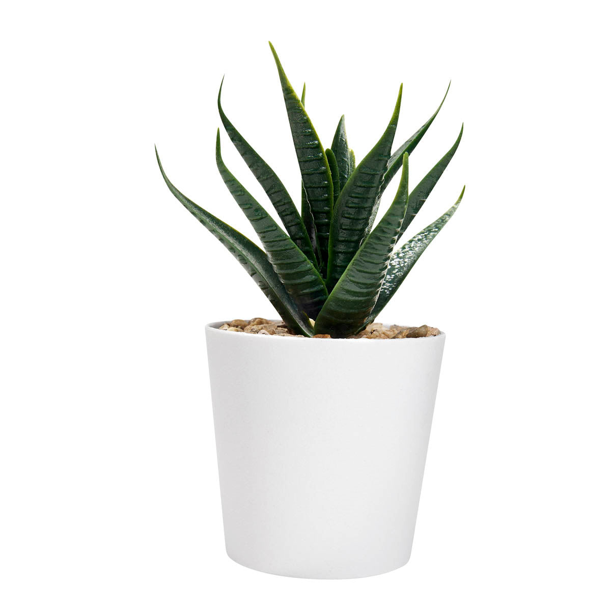 SET DE PLANTAS ALISO - BLANCO