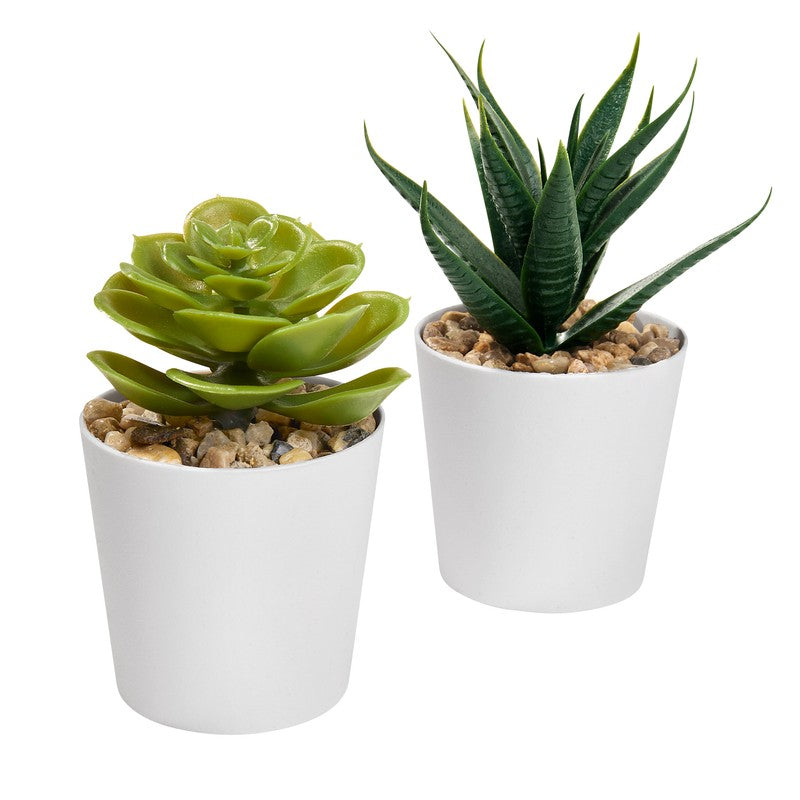 SET DE PLANTAS ALISO - BLANCO