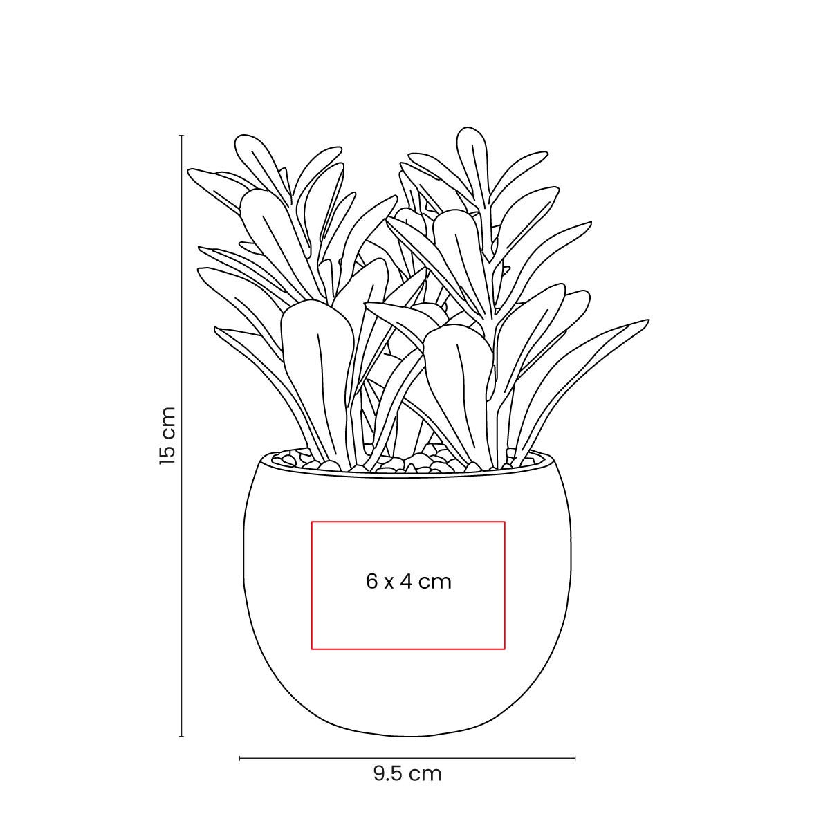 PLANTA DECORATIVA DAKAR