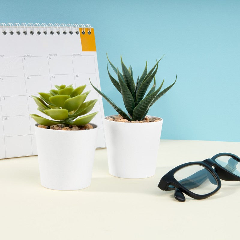 SET DE PLANTAS ALISO - BLANCO