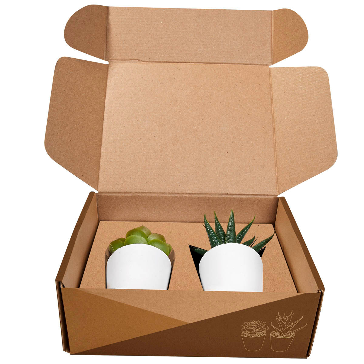 SET DE PLANTAS ALISO - BLANCO