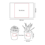 SET DE PLANTAS ALISO