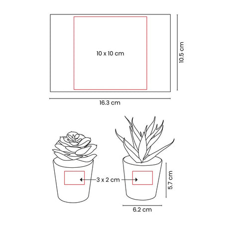 SET DE PLANTAS ALISO