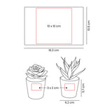 SET DE PLANTAS ALISO