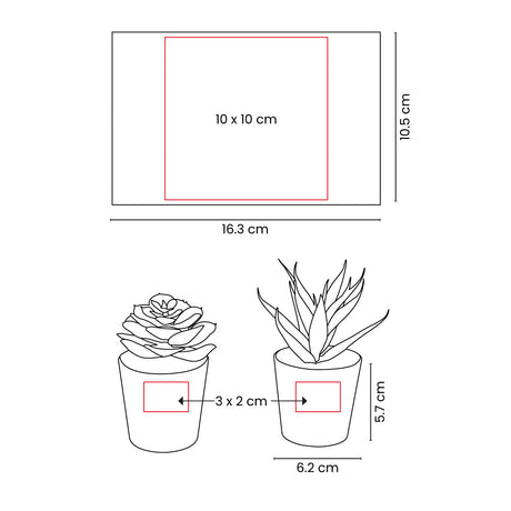 SET DE PLANTAS ALISO