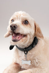 COLLAR PARA MASCOTA NAVA - NEGRO
