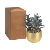 PLANTA DECORATIVA DAKAR