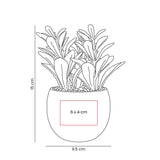 PLANTA DECORATIVA DAKAR